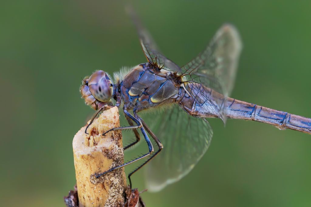 Libellulidae - Sympetrum striolatum